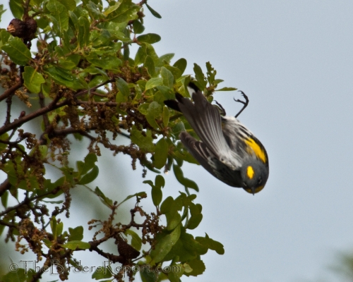 Yellow-rumped Warbler In Flight, Audubon's Warbler In Flight