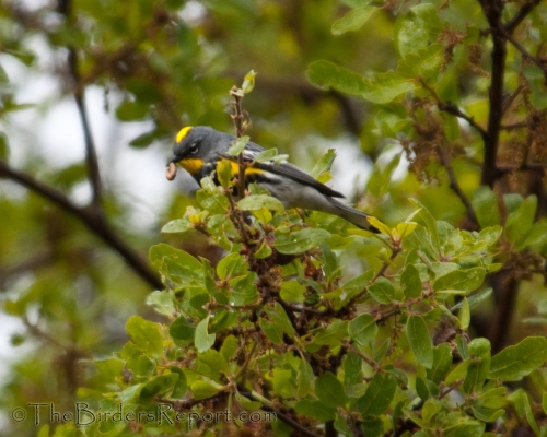 Yellow-rumped Warbler With Grub, Audubon's Warbler With Grub