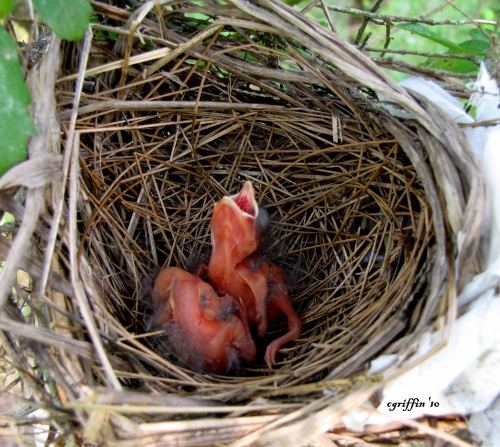 Northern Cardinal Nestlings