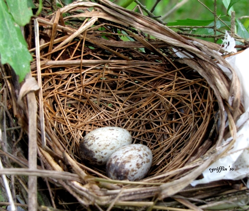 Northern Cardinal Nest With Eggs