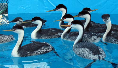 Western and Clarks Grebes in rehab pool