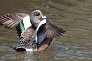 Thumbnail image for Take a Trip to Don Edwards San Francisco Bay NWR at Wildlife Conservation Stamp Website