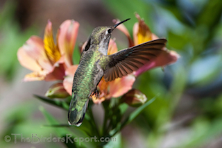 Anna's Hummingbird Female at Peruvian Lilies